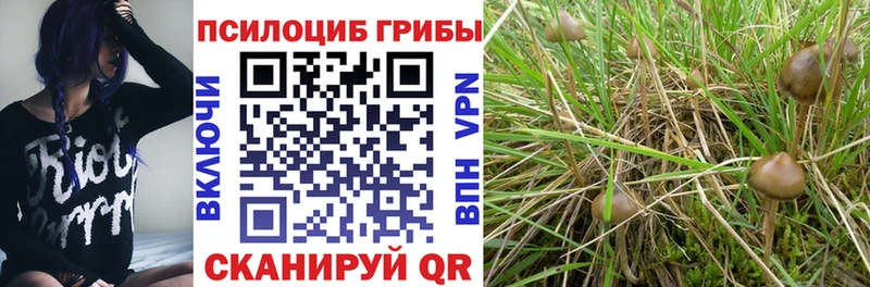 где купить наркоту  Любань  Псилоцибиновые грибы Psilocybine cubensis 